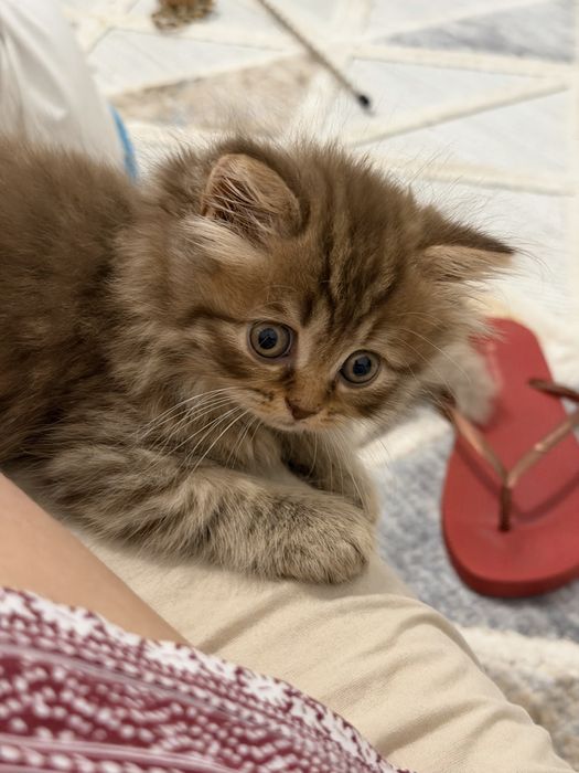 Gatinha Scottish straight chocolate tabby