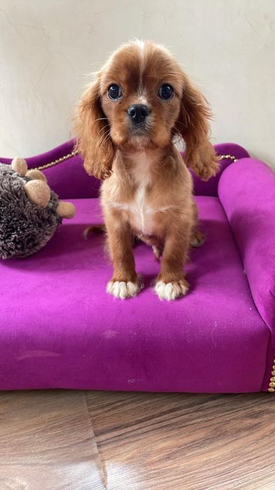 Cavalier King Charles spaniel