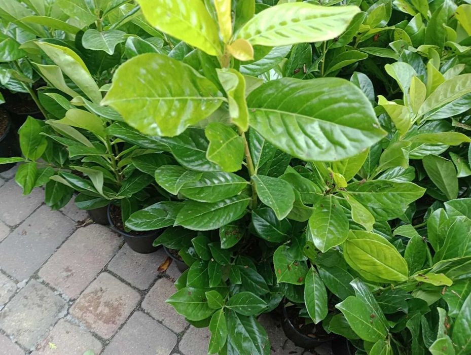 Laurowiśnia Novita, Caucasica 30-40cm w doniczkach