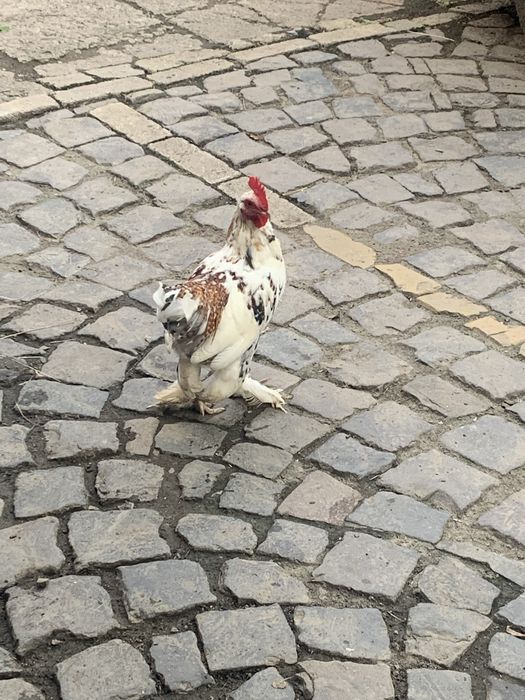 Кури лилипути бентамки