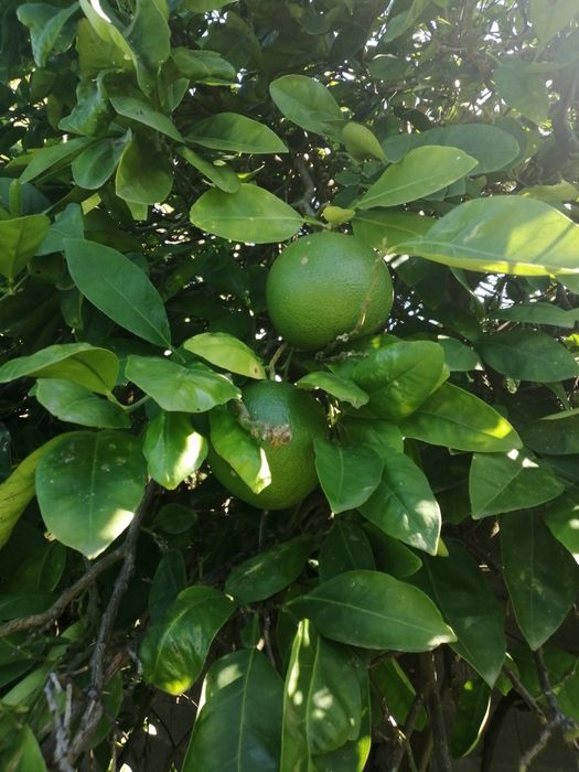 Pomelo (laranja natal, cimboa)