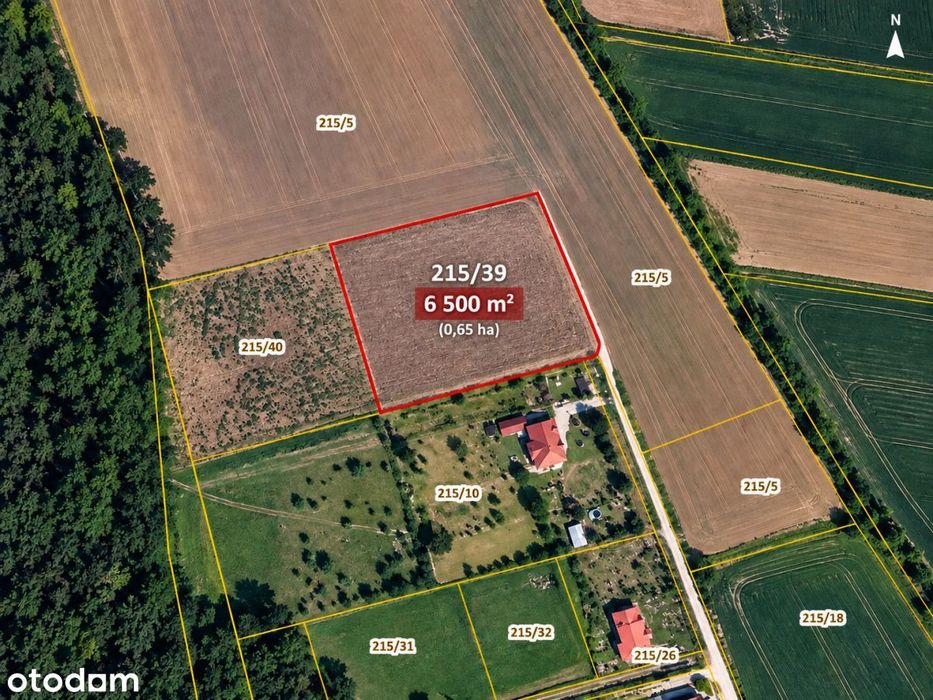6500 m² w Zaborze Wielkim – las, przestrzeń, WZ