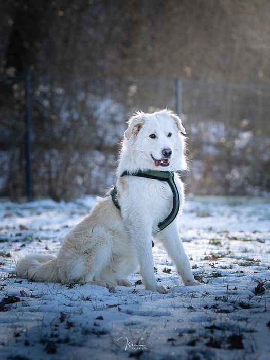 ALEX - wyjątkowej urody pies szuka odpowiedzialnego domu