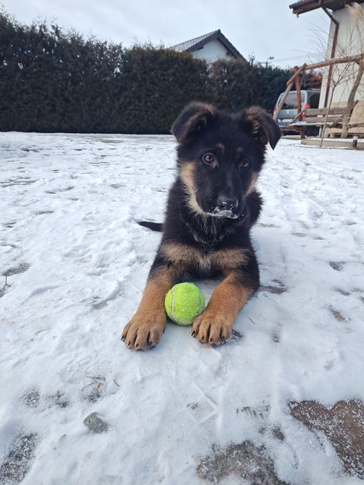 Suczka owczarek niemiecki 3mies