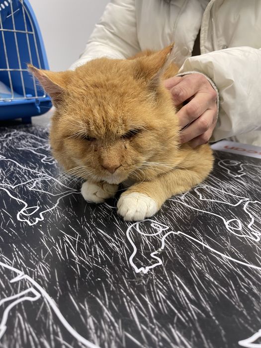 Rudy kocurek do adopcji