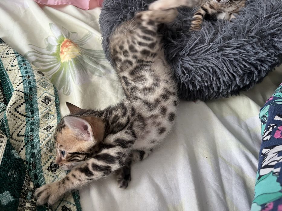 Бронювання бенгальських кошенят