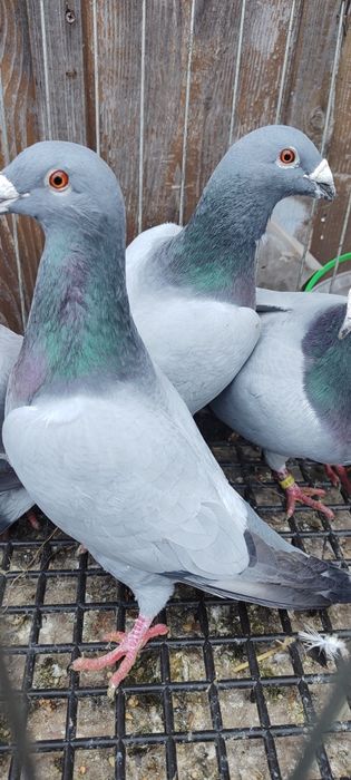 Gołębie barlesy 8 sztuk