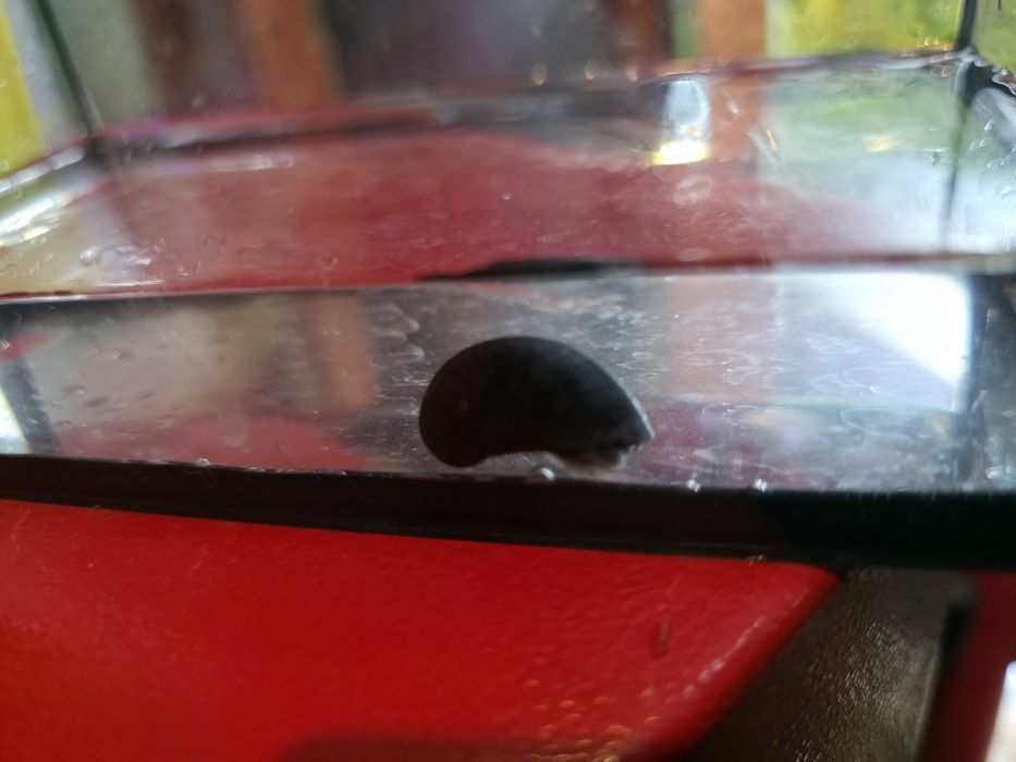 Ślimak Helmet NA GLONY