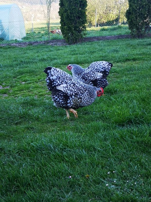 Kury Wyandotte srebnołuskowane olbrzymie jaja lęgowe, pisklęta