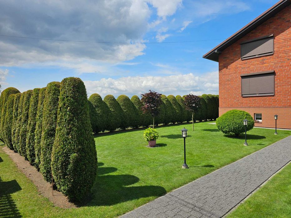 Przycinanie i skracanie Thui, przycinanie żywopłotów, nasadzanie żywopłotów, koszenie traw, wycinka drzew, wywóz powstałych odpadów zielonych