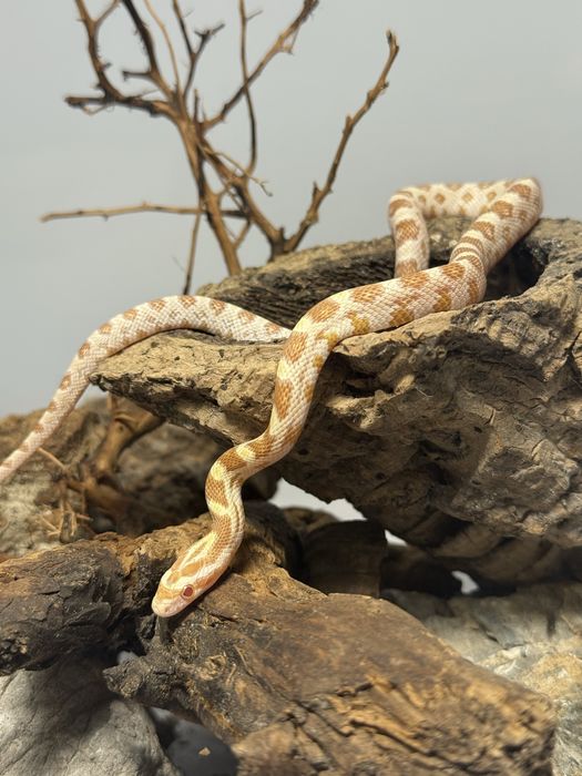 Wąż zbożowy samica butter