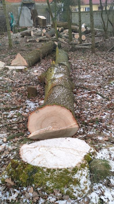 Drzewa świerzo ścięte, Dąb, Jesion, Wierzba