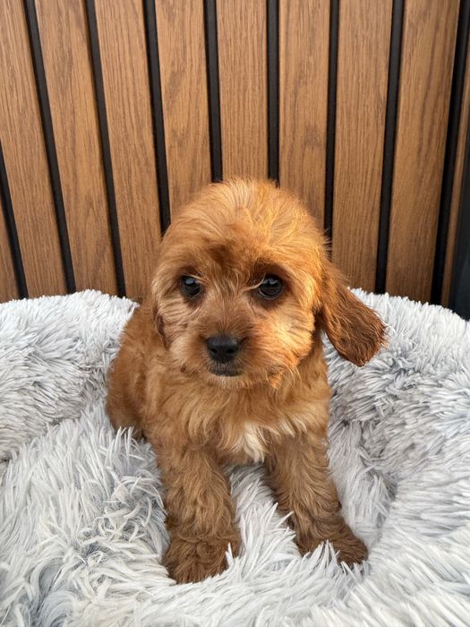 Cavapoo, pudel toy, cavalier , badania , dziewczyna, gotowy do odbioru