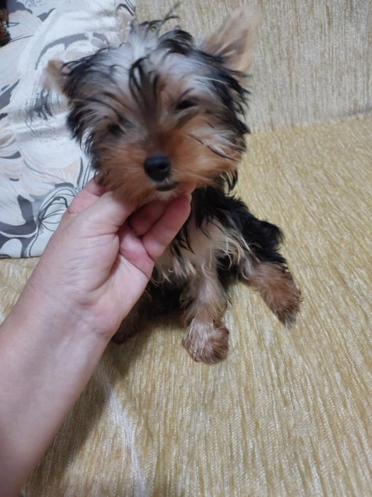 Продам двух девочек: Йоркширский терьер