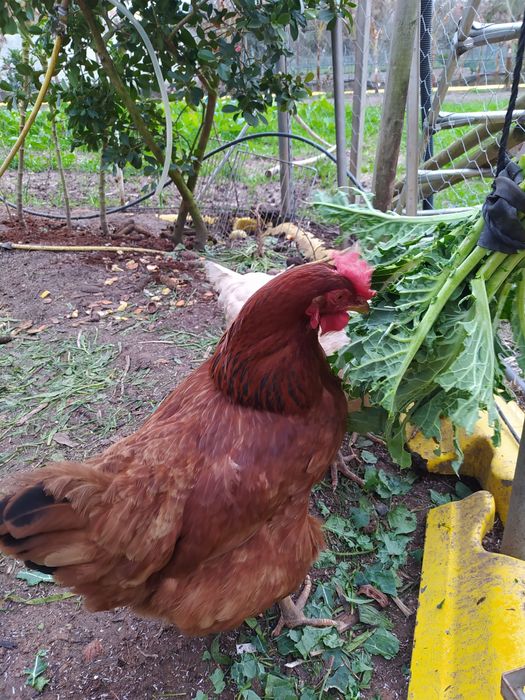 Ovos Galinhas, Ar livre Alimentação saudável