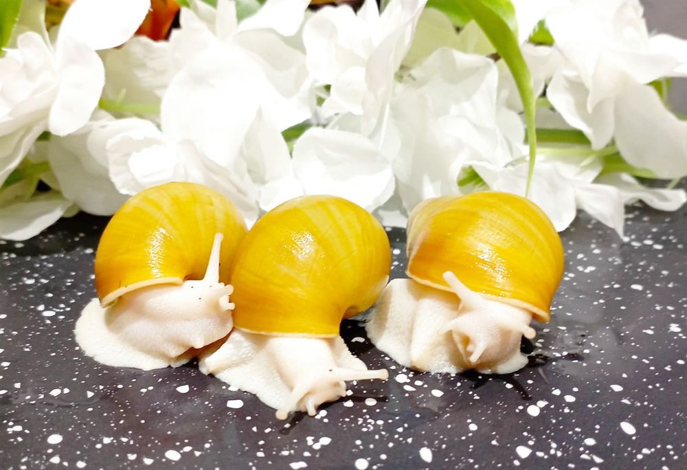 Ślimaki  afrykańskie.Archachatina icterica full albino.