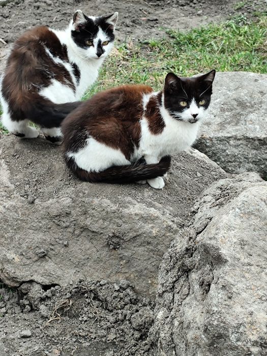 Котики в добрі руки