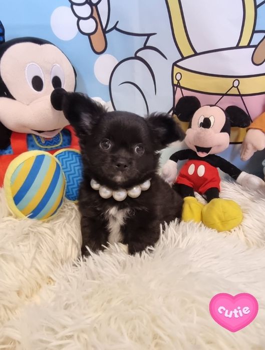 Chihuahua macho de pêlo longo com Pedigree e afixo