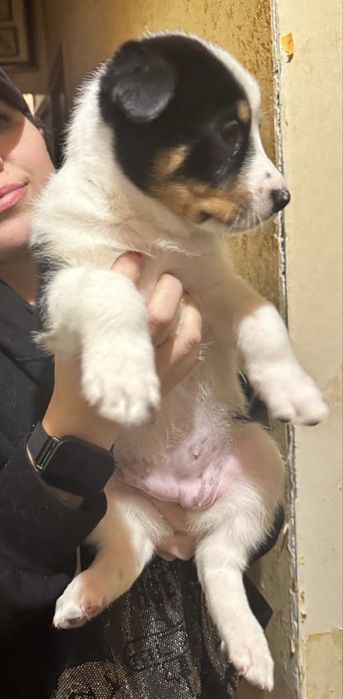 Щенки в добрую, любящею семью