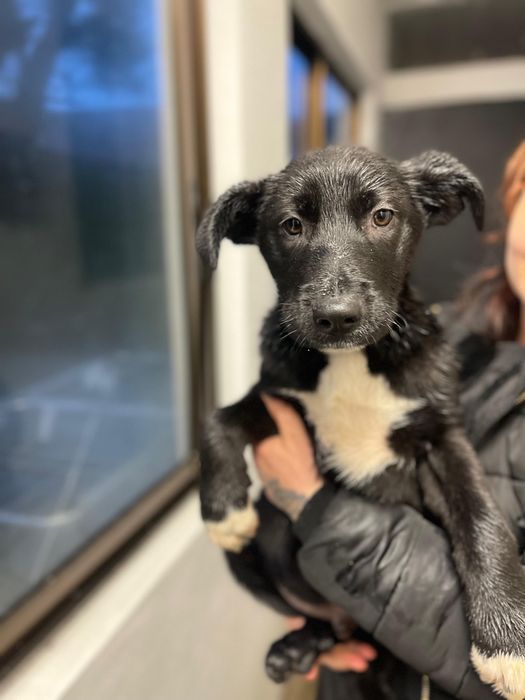 Bebés 3 meses para adoção responsável