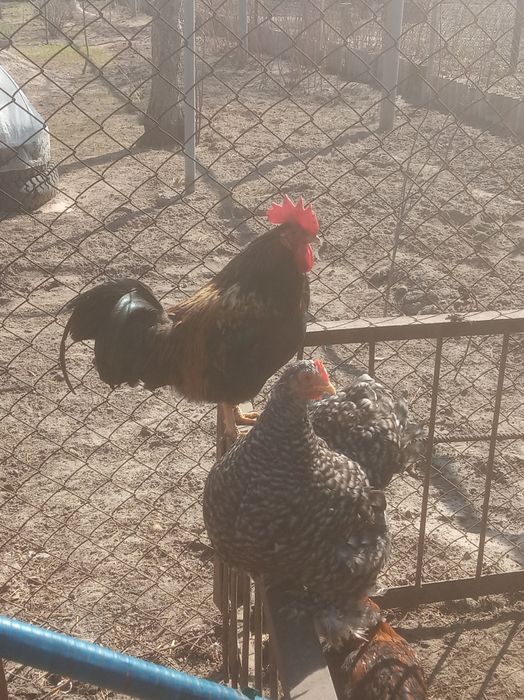 Півні кокенхінів