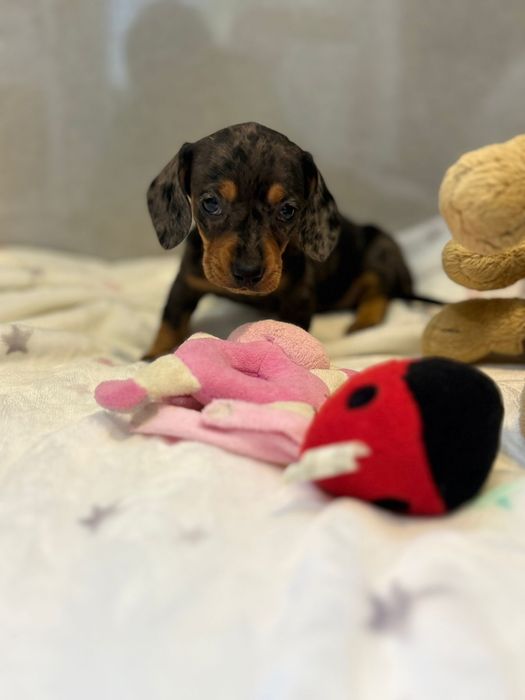 Teckel menina Arlequim miniatura