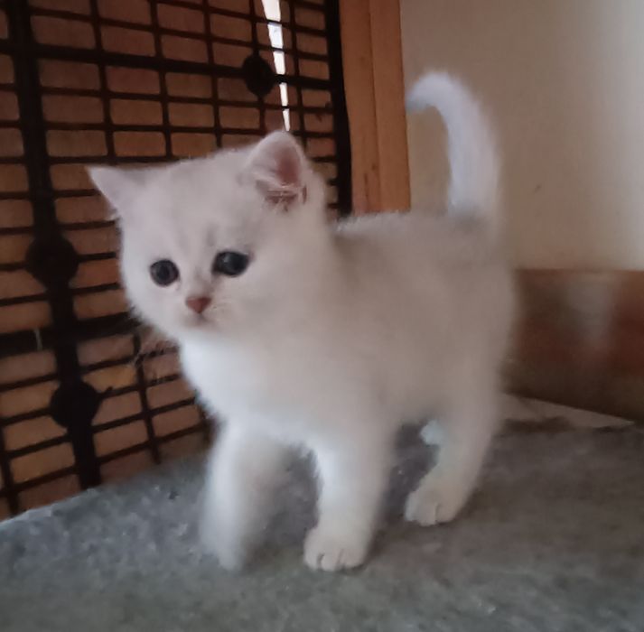 British Shorthair   chinchila