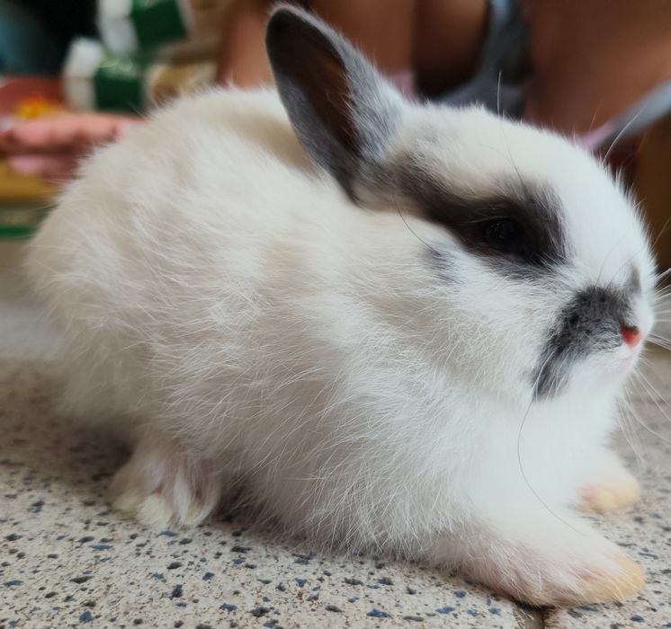 Coelhos belier e mini holandês