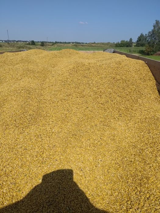 Mieszanka zbożowa 12 ton