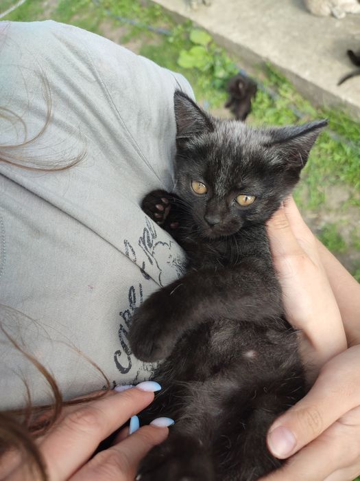 Віддам котиків безкоштовно