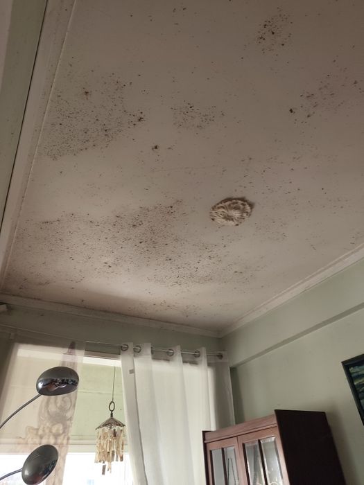 Limpeza de humidade e bolor/ eliminação de fungos