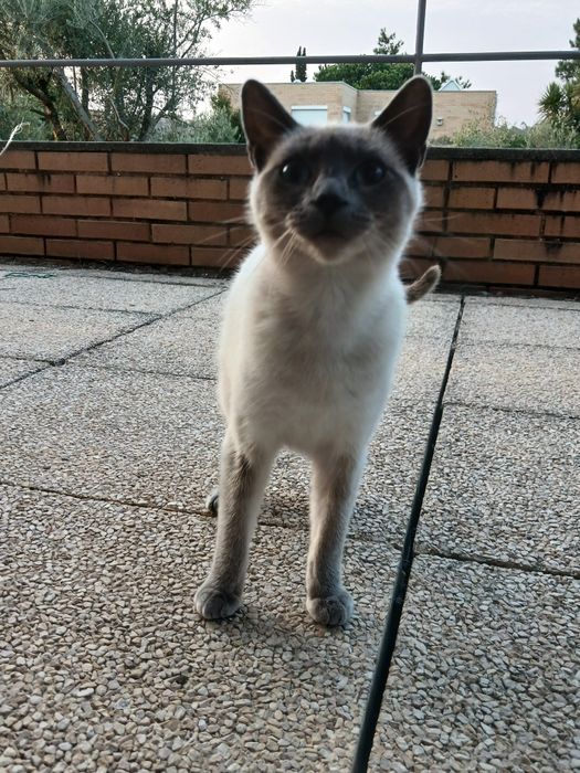 Dou gatinha siamês  com  1 ano