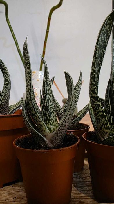 Gasteria (vários tamanhos)