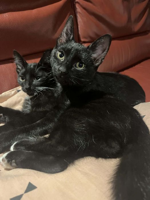 2 kotki 4 miesiące szukają domu