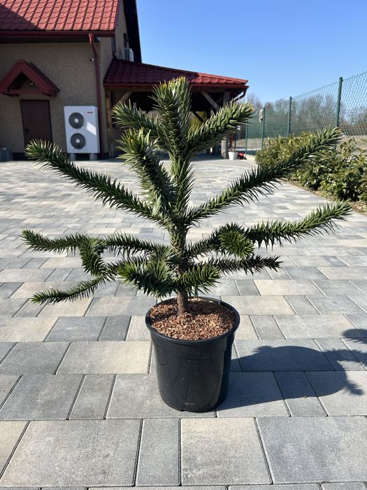 Araucaria chilijska Małpie drzewo 60-70 cm