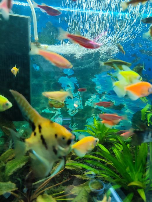 Аквариумная рыбка