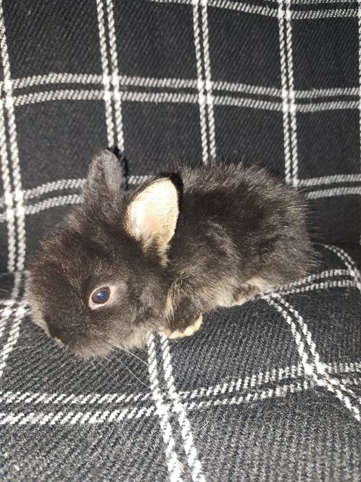 Króliczki miniaturki