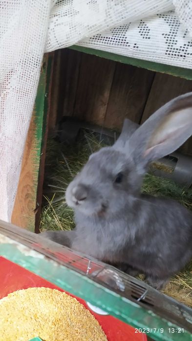 Молодняк кроликів