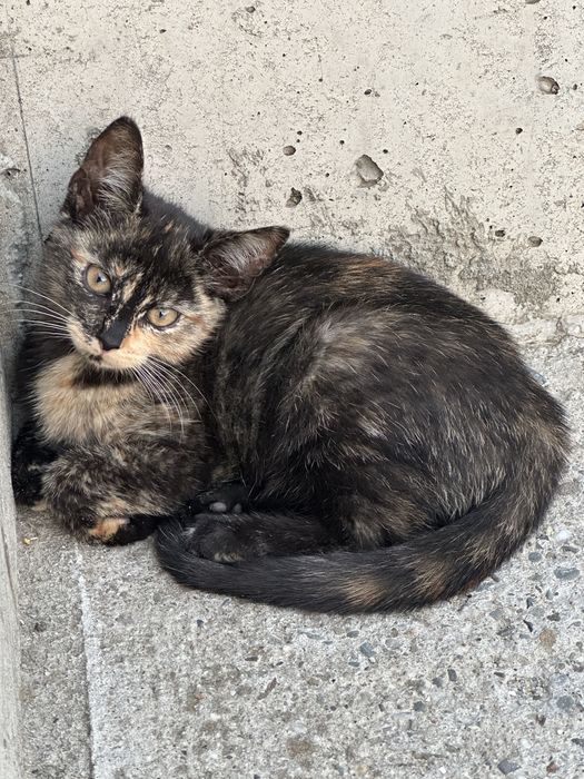 Kotka kot oddam do adopcji czarny z rudymi cieniami