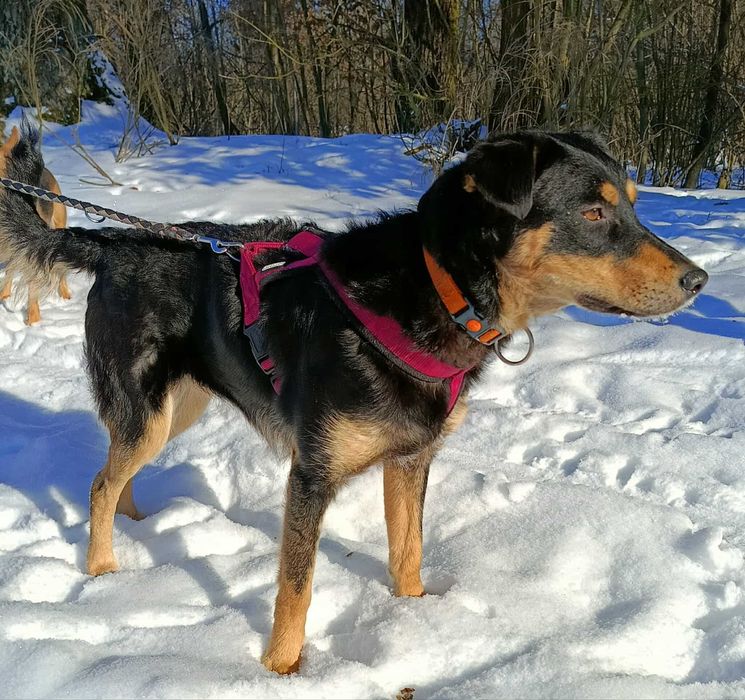 Młoda łagodna przyjazna suczka szuka domu