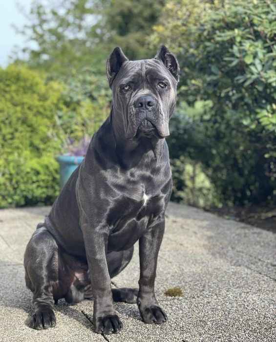 Літні щеночки Cane corso-від питомника