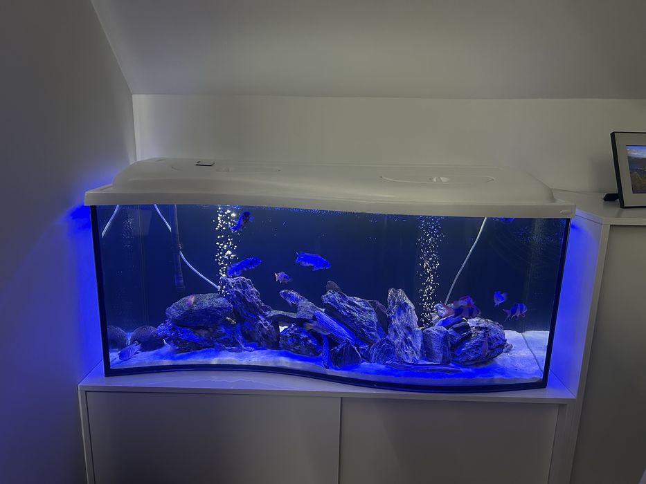 Alwarium fala 240 litrów  z pełnym wyposarzeniem i życiem