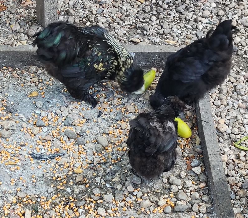 Trio de garnizas. 1 macho e 2 fêmeas de poupa em postura