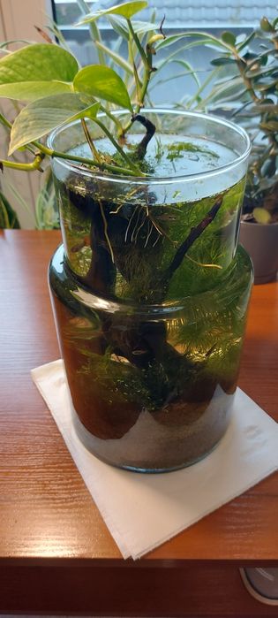 Rybki gupiki akwarium mały zbiornik na parapet biurko