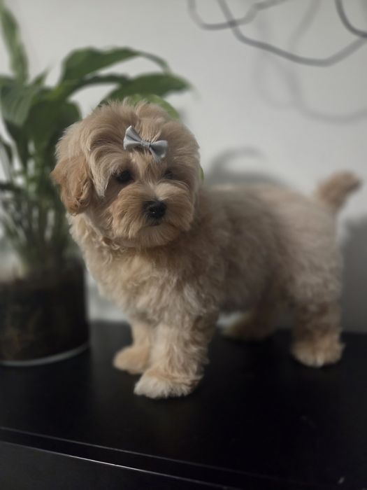 Maltipoo chłopiec do odbioru!