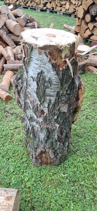 Czeczota brzozowa czeczot brzozowy