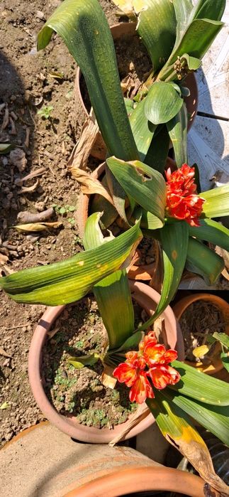 Lírio-natal (Clivia miniata)