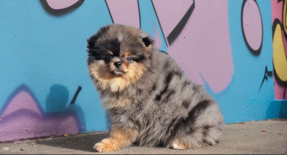 Мальчик " мишка " померанский шпиц.