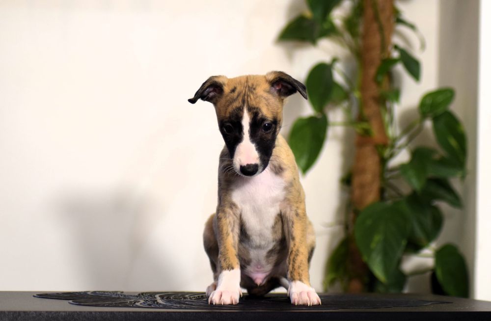 Chart Angielski Whippet ZKwP/FCI