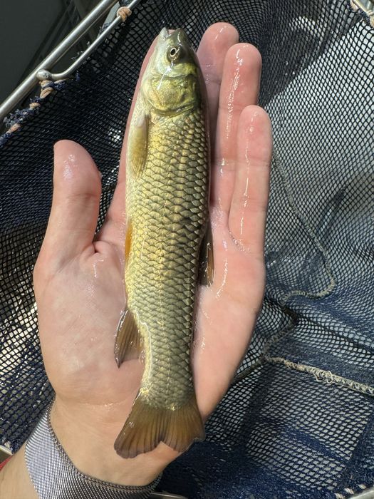 Tołpyga narybek tołpygi ryby do stawów